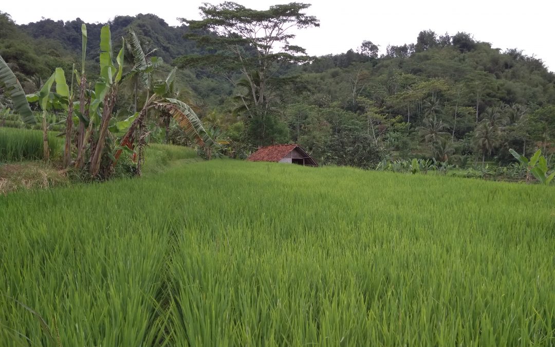 Demplot Budidaya Trigona untuk Masyarakat Desa